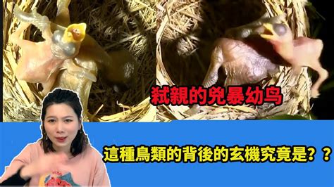 雛鳥 視頻|【殘忍的雛鳥】為什麽這只幼鳥會殺死所有自己的兄弟姐妹